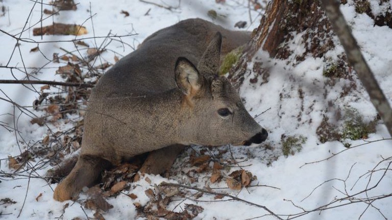 В лісництві на Волині знайшли рештки двох козуль, одну тварину врятували в пастці. ФОТО 18+