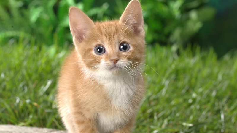 На зміну морозам в Україну йде аномальне тепло - синоптик