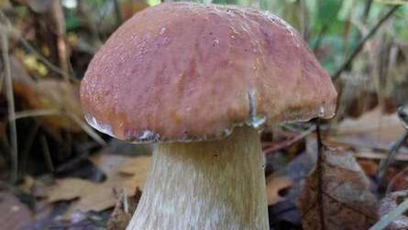 Грибний сезон 2023 у нацпарку на Волині уже стартував: перші результати. ФОТО