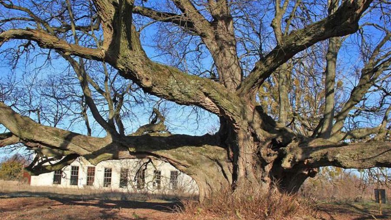 У Луцькому районі лікують одні з найстаріших дерев Волині. ФОТО