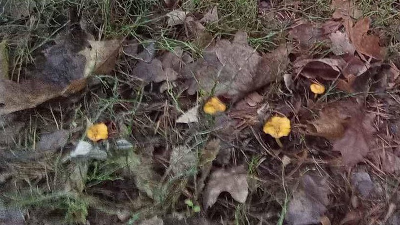 Волинянин зібрав «новорічний» врожай грибів