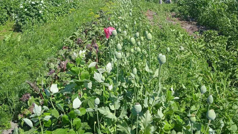 На Волині поліціянти надалі карають громадян за незаконні посіви маку