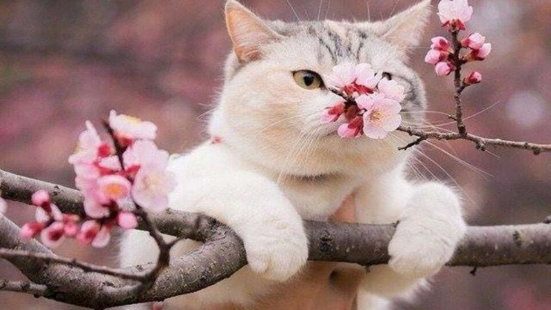 Останній день березня в Україні буде без опадів, потеплішає до 26°