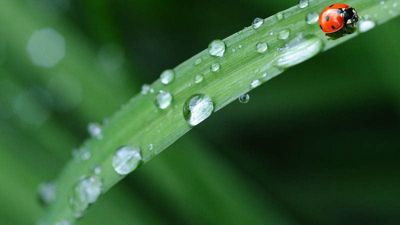 Невеликі дощі в низці областей, до 27° тепла: прогноз погоди на 21 травня