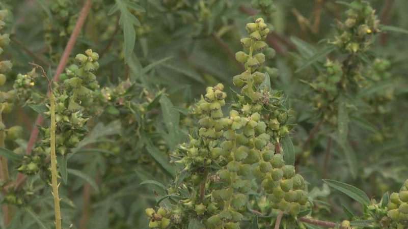 У Луцьку – карантин через амброзію. Чим небезпечне її поширення?