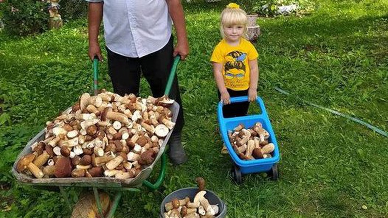 Волинянин з онукою назбирав тачку білих грибів. ФОТО