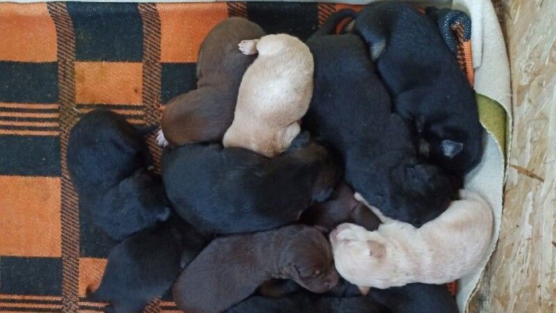 У місті на Волині жінці на поріг підкинули коробку з цуценятами