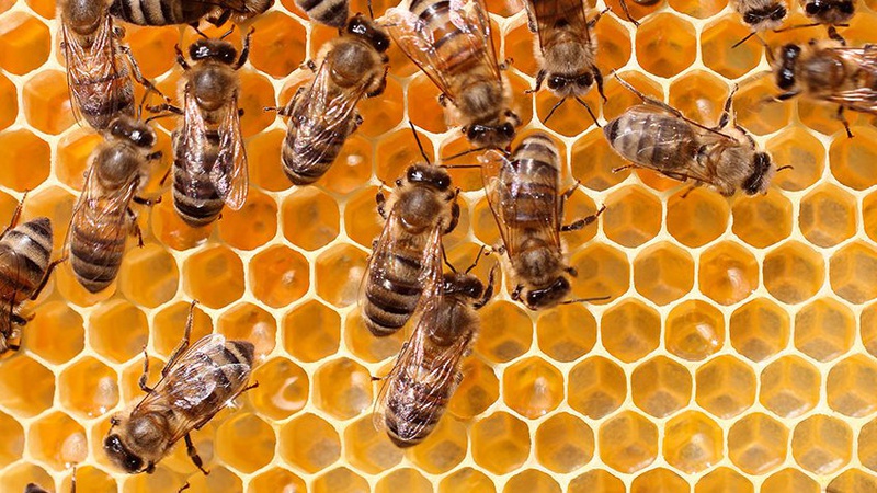 В Ківерцях з’явився «Вулик самообслуговування»