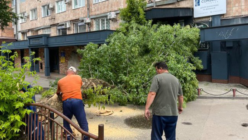 У Луцьку впало дерево та перегородило вхід до офісних приміщень