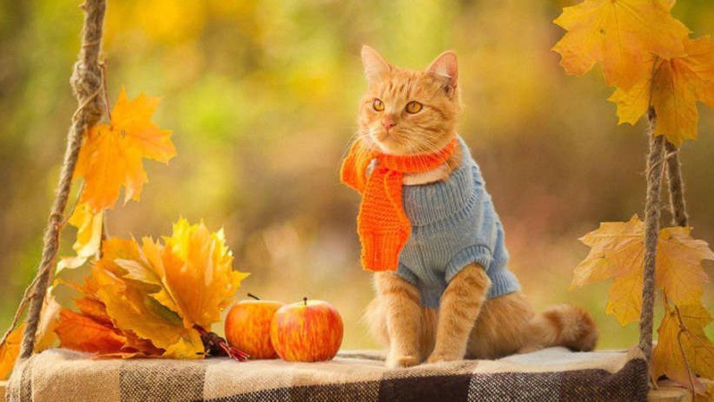 Останні промені «бабиного літа»: Україну прогріє до +18°