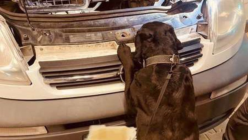 Марихуана під капотом: хвостатий волинський митник винюхав наркотики.ФОТО