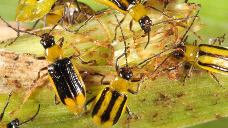 На Волині зростає площа поширення західного кукурудзяного жука