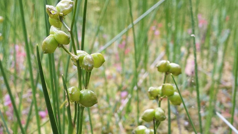 У Шацькому нацпарку росте червонокнижна рослина