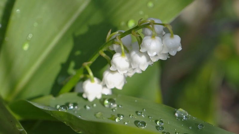 Без опадів та 24° тепла: прогноз погоди на 19 травня