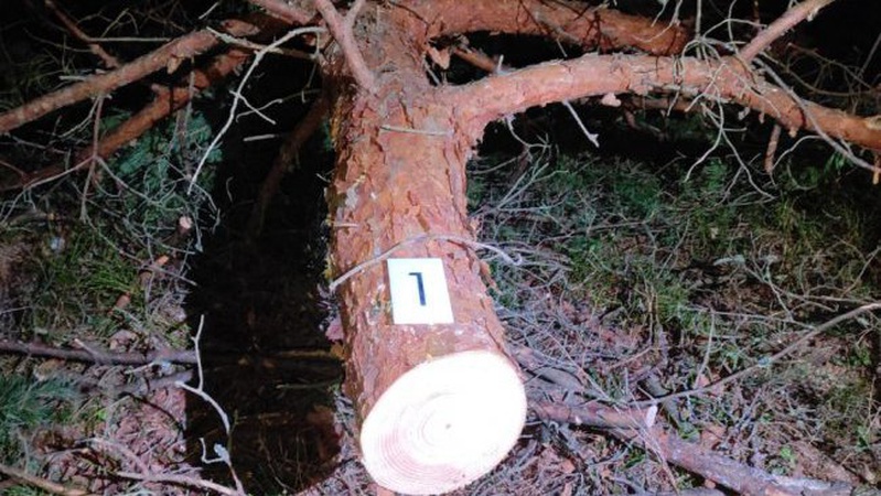 На Волині затримали двох чоловіків, які незаконно рубали ліс