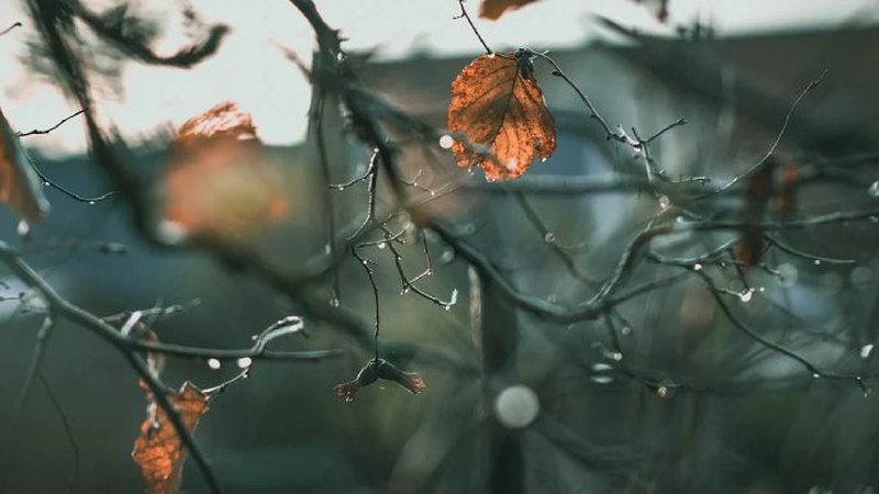 Яка погода очікується завтра, 26 листопада