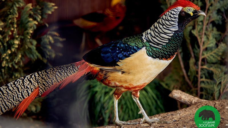 Луцький зоопарк кличе на екскурсії