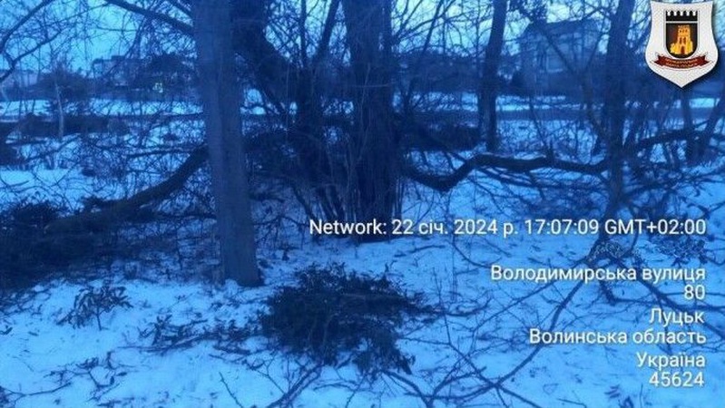 Лучанку оштрафували за зрізане дерево й пошкодження дротів електромереж