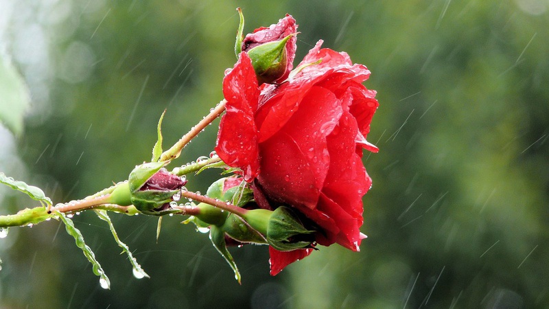 Хмарно з проясненнями, місцями грози: синоптики дали прогноз погоди на вівторок, 27 червня