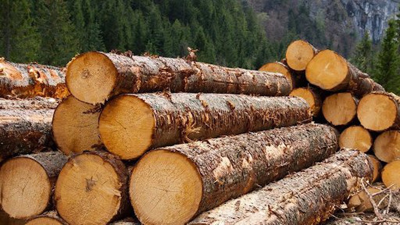 Хто зупинить кумівсто і кругову поруку у лісовій галузі?