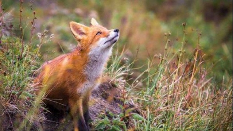 На Волині стартує пероральна імунізація диких м’ясоїдних тварин