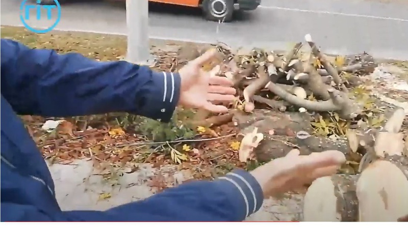 У Луцьку по-варварськи знищили чорнобривці, посіяні Василем Рижуком. ФОТО. ВІДЕО