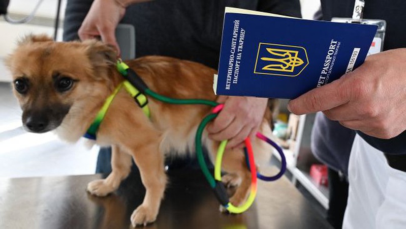 Як придбати рецептурні ліки для домашнього вихованця