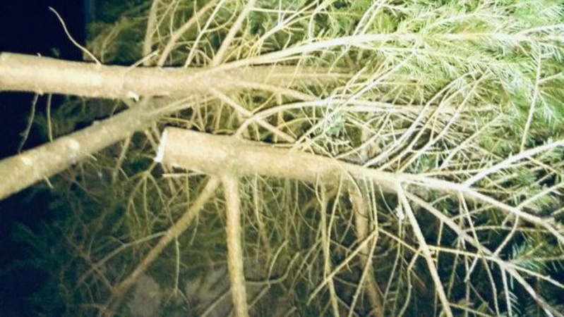 На Волині затримали вантажівку з ялинками та соснами