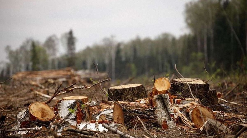 У селі під Луцьком вирізають дерева