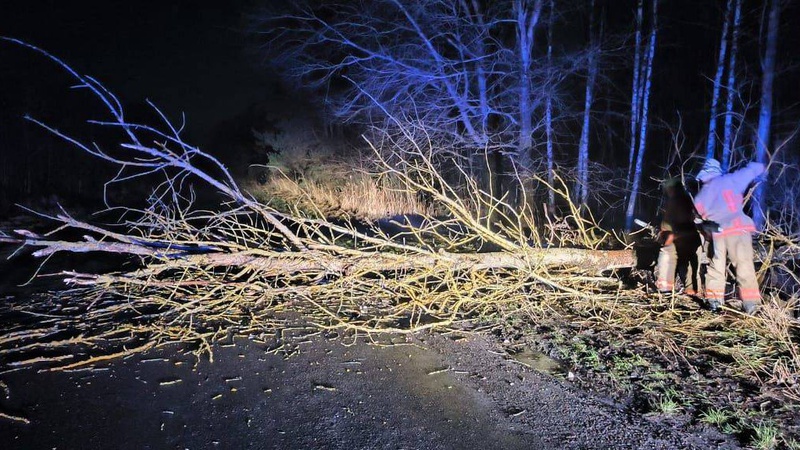 На Волині серед дороги впало дерево і заблокувало рух