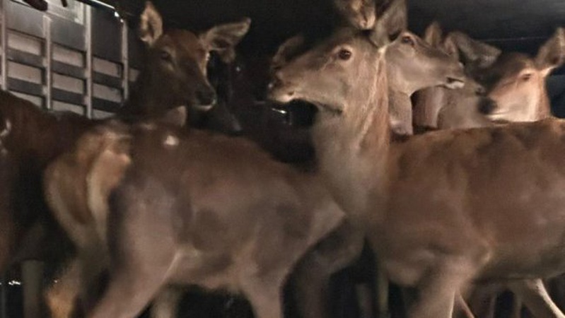 На Волинь через митницю ввезли стадо благородних оленів з Австрії. ФОТО
