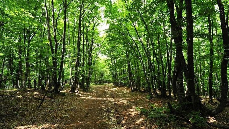 На Волині розшукують дідуся, який пішов до лісу і не повернувся