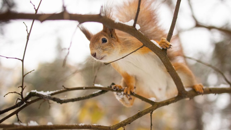В Україні буде тепло: прогноз погоди на 21 грудня