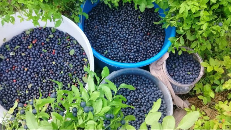 Де на Волині чорниці збирають відрами