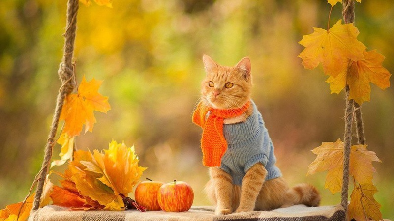 Тепло та без опадів: прогноз погоди на 30 жовтня