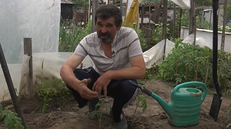 Часте підживлювання шкодить майбутньому врожаю: лучанин поділився секретами вирощення помідорів