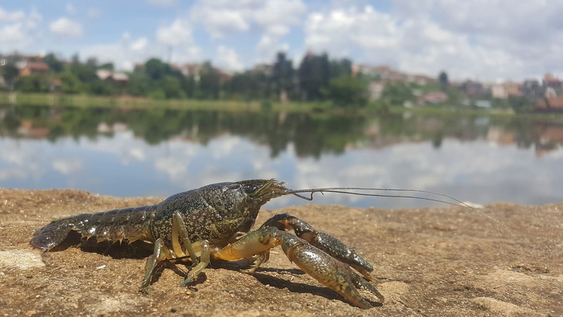 Волинянам дозволили ловити раків з 1 липня