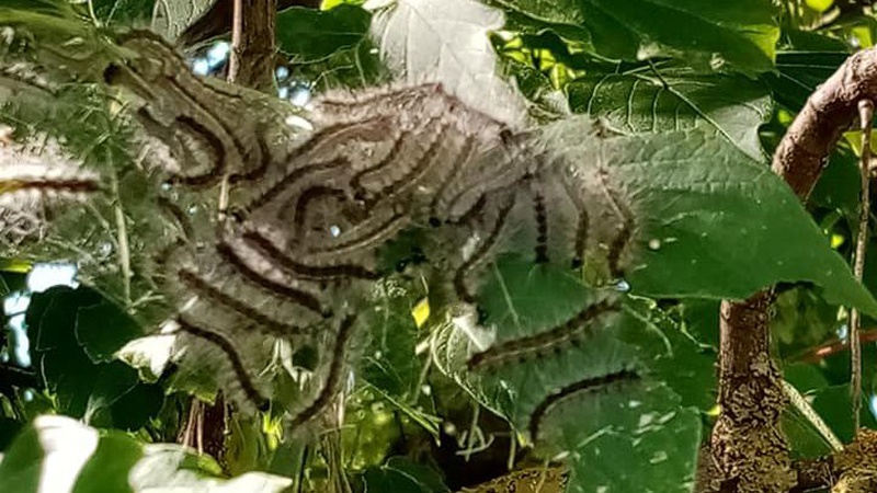 Дерева Волині вразив небезепечний шкідник. ФОТО