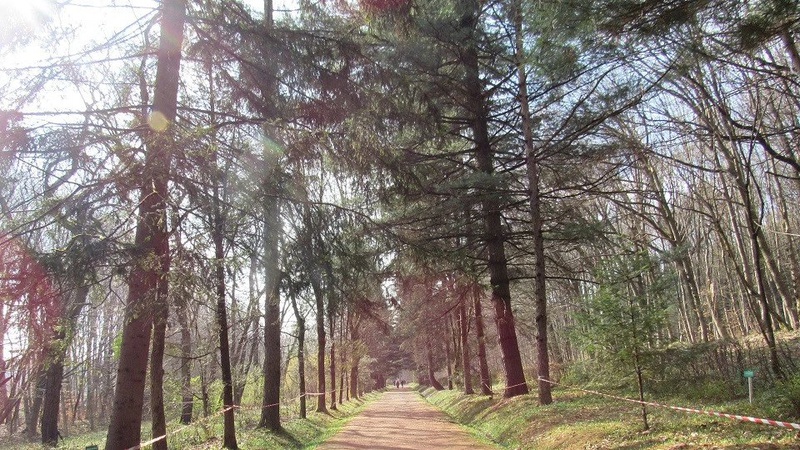 В Україні зацвіла квітка, приправа з якої досі без хімічного відповідника