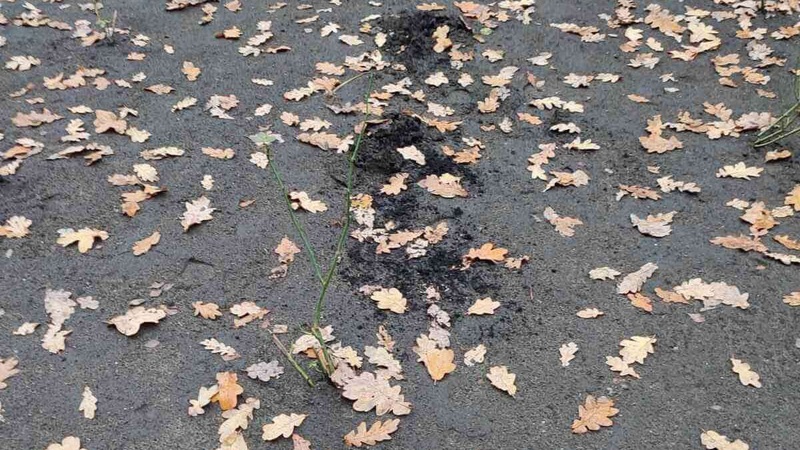 На Волині у міському парку невідомі крадуть квіти на клумбах