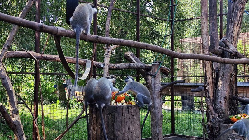 Як у Луцькому зоопарку допомагають тваринам у спеку. ФОТО, ВІДЕО