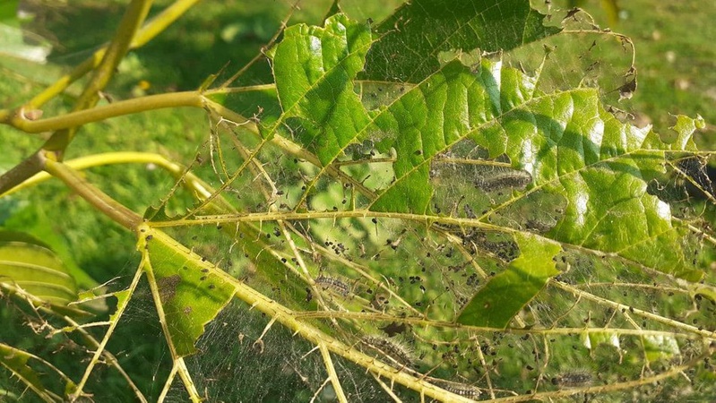 У трьох громадах на Волині через нашестя гусені – карантин