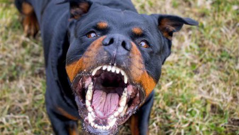 Під Луцьком ротвейлери покусали пенсіонерку