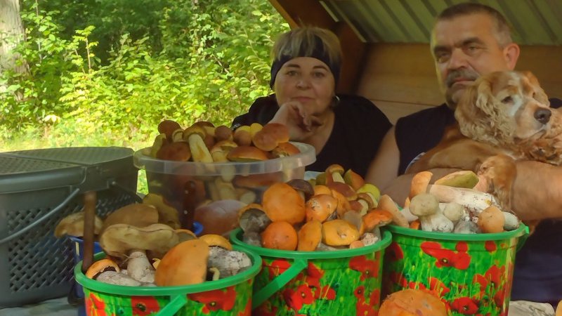 ТОП-5 грибних місць на Волині: куди поїхати на тихе полювання