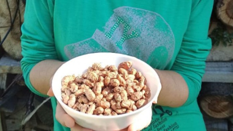 Волинянка розповіла, як вирощує земляний мигдаль чуфу