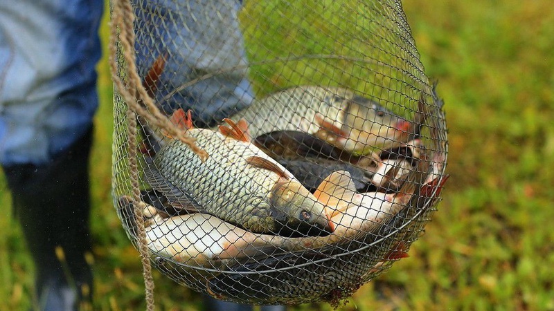 З квітня вступає в дію заборона на вилов риби на Волині