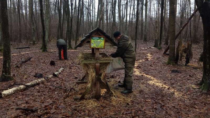 Турбота про тварин: як у нацпарку на Волині підгодовують лісових звірів