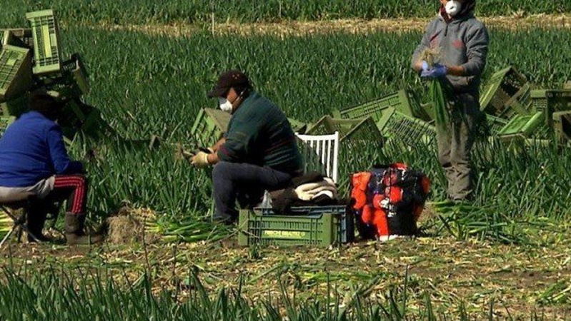 Чому волинські фермери змушені їхати на заробітки в Польщу