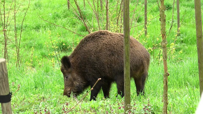 На Волині зафіксували випадок Африканської чуми свиней