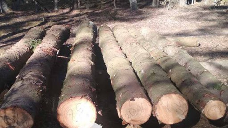 На Волині судитимуть бізнесмена, який крав і продавав ліс із Національного природного парку